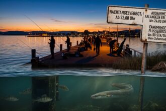 Symbolbild zum Nachtangelverbot am Bodensee mit einem Schild zu Fangregeln vor einer Mole bei Dämmerung und Unterwasseransicht von Aal und Barsch.