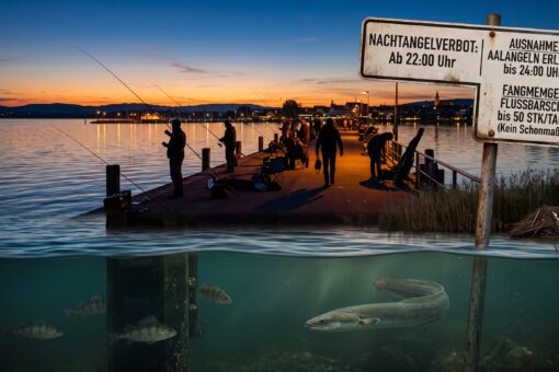 Symbolbild zum Nachtangelverbot am Bodensee mit einem Schild zu Fangregeln vor einer Mole bei Dämmerung und Unterwasseransicht von Aal und Barsch.